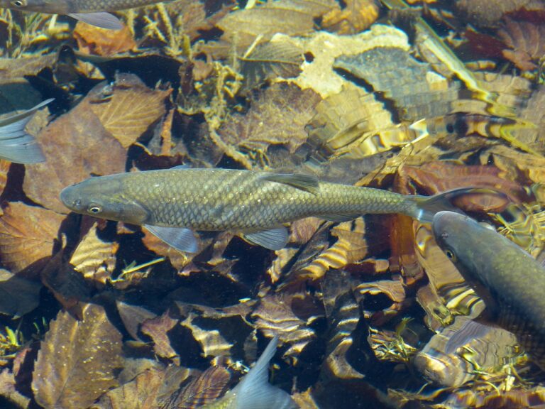 Alevinage d’Automne 🐠