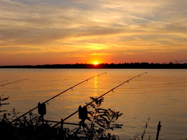 Les Nocturnes de la Carpe